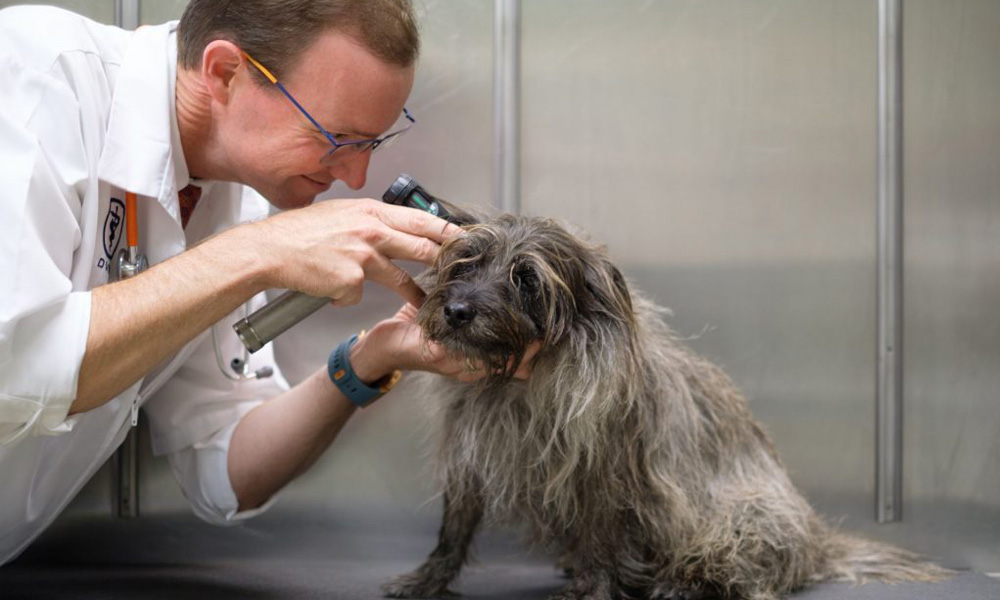 A veterinarian examines the ear of a small, scruffy gray dog using an otoscope in a clinical setting. The vet, wearing glasses and a white coat, focuses intently on the dog.