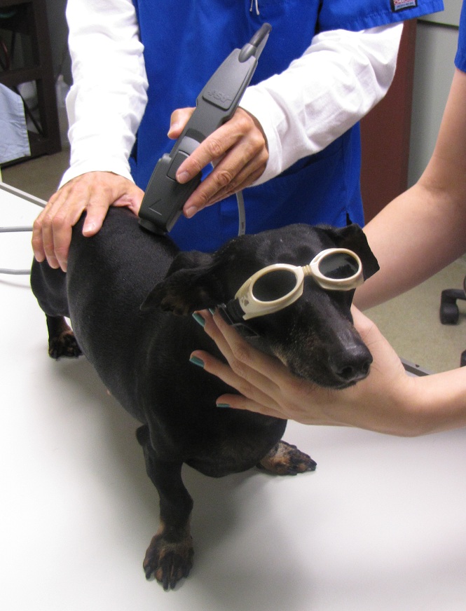Laser Therapy for Dogs and Cats  Shuler Veterinary Clinic & Animal
