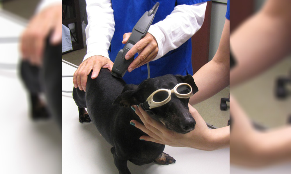 Laser Therapy for Dogs and Cats  Shuler Veterinary Clinic Laser