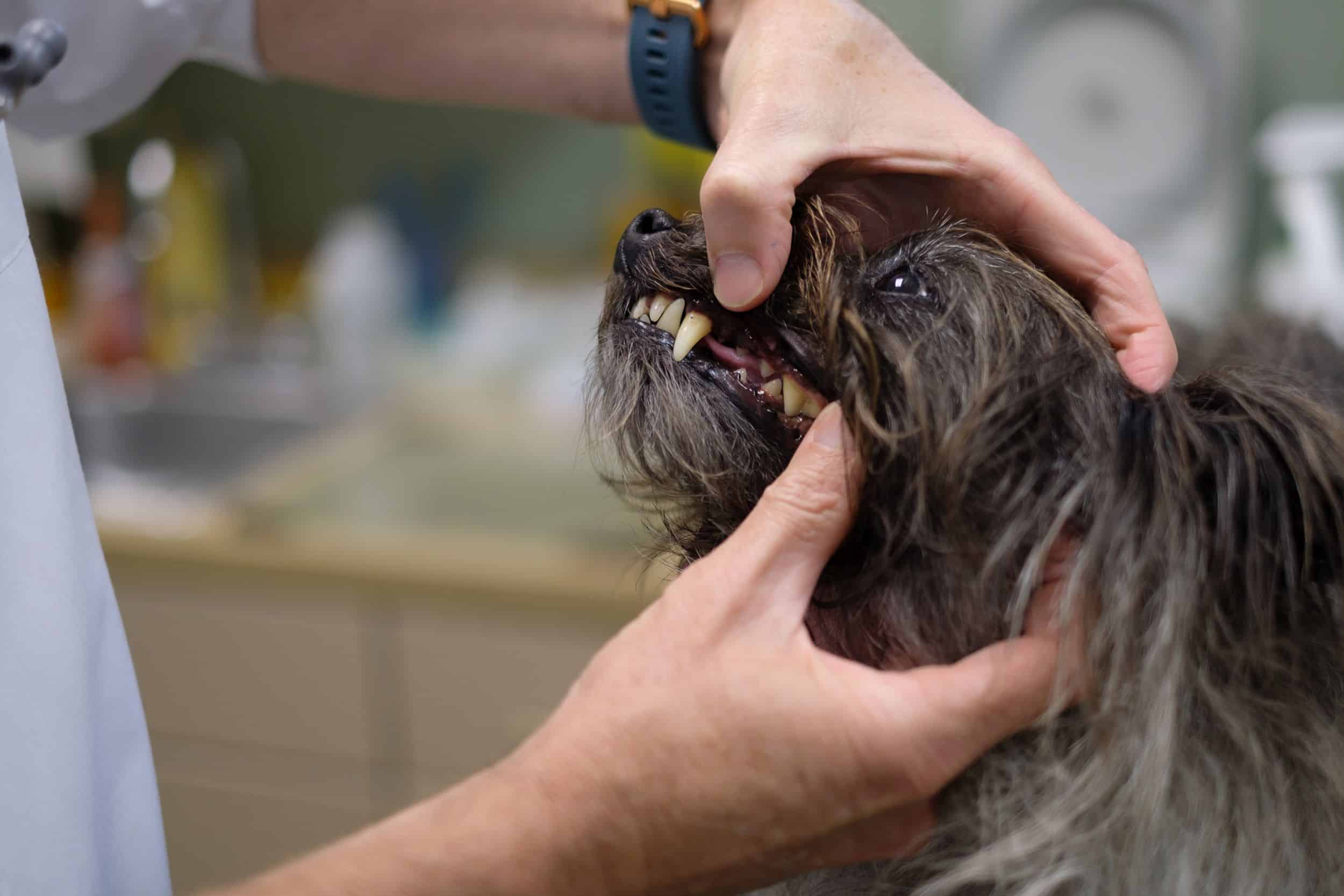 February Is National Pet Dental Month! Shuler Veterinary Clinic