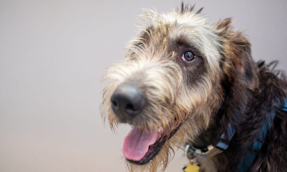 A close-up of a scruffy dog with a wet, shaggy coat, featuring expressive eyes and a tongue out, possibly waiting at a vet with a blurred background.