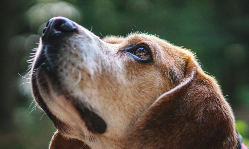 Close-up of an attentive brown dog with soulful eyes, looking upward at the veterinarian, set against a blurred green background.