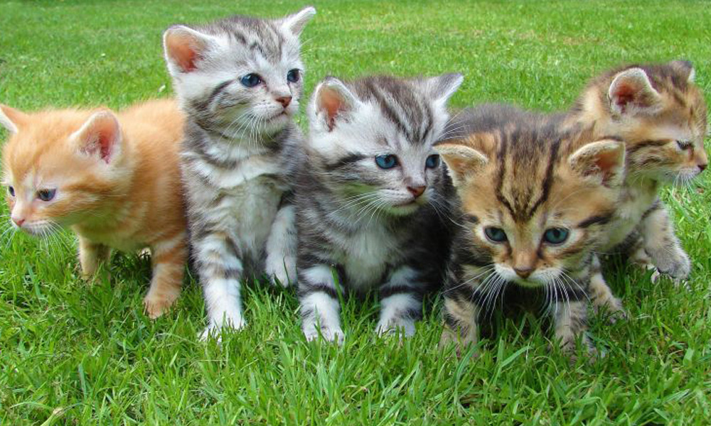 Five kittens of various colors including gray, orange, and brown tabby, sitting close together on a lush green lawn, awaiting their check-up with the vet.