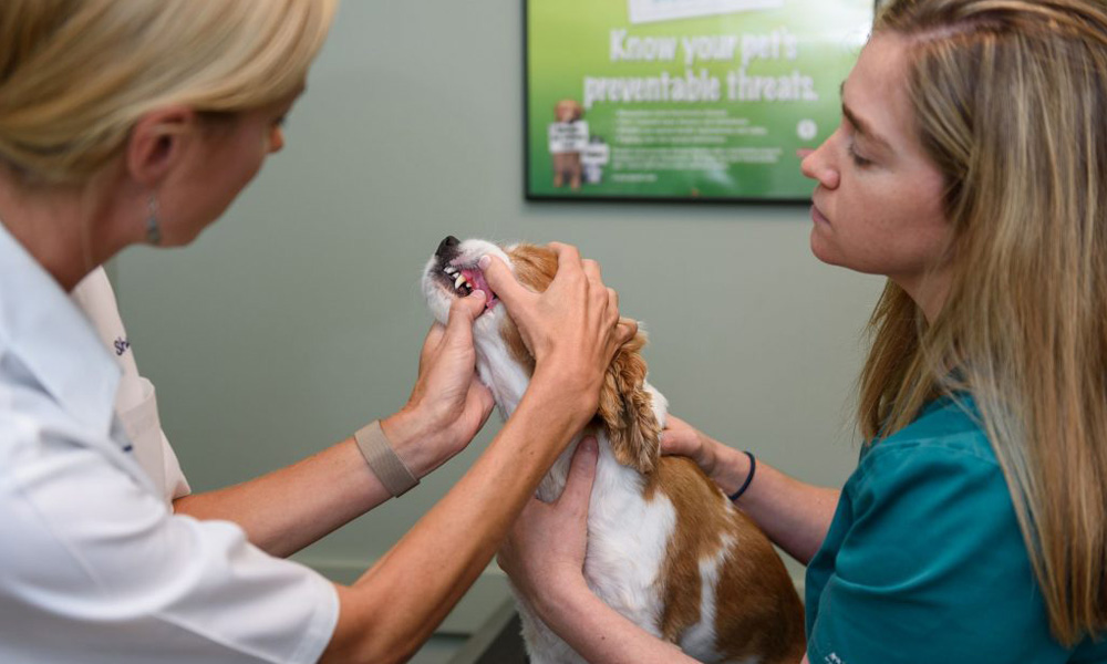 Two vets examine a dog's teeth in a clinic, one holding the dog's muzzle while the other looks on intently.