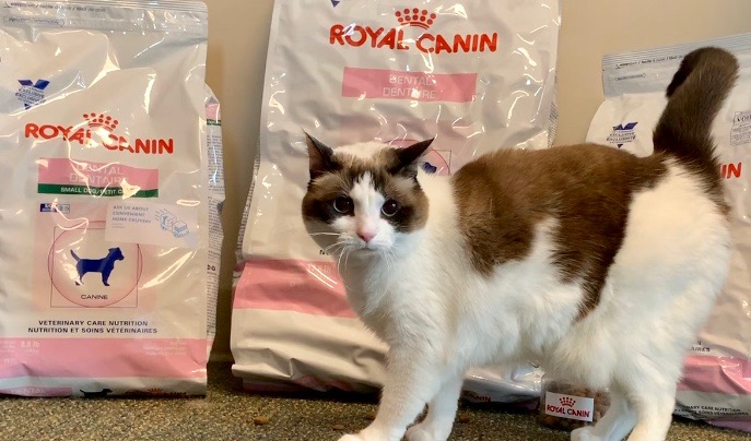 royal canin cat food reddit