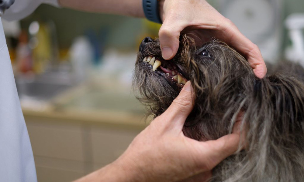 A vet examining the teeth of a shaggy dog, focusing on the canine teeth, in a clinical setting.