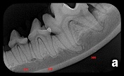 X-ray image of a sports shoe revealing internal structure and sole design, with distinct layers and material densities highlighted, labeled with the letter 'a' in the lower right corner. A veterinarian's tools are faintly visible in the background.