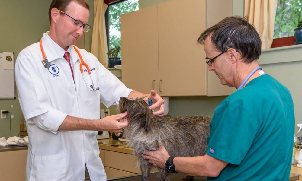 Two veterinarians examining a medium-sized, scruffy dog in a clinic setting, one wearing a white coat and glasses, the other in green scrubs.