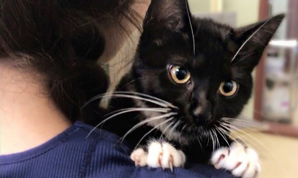 A veterinarian holding a small black and white kitten with striking yellow eyes, peeking over their shoulder. The kitten's white whiskers and paws contrast with its black fur.