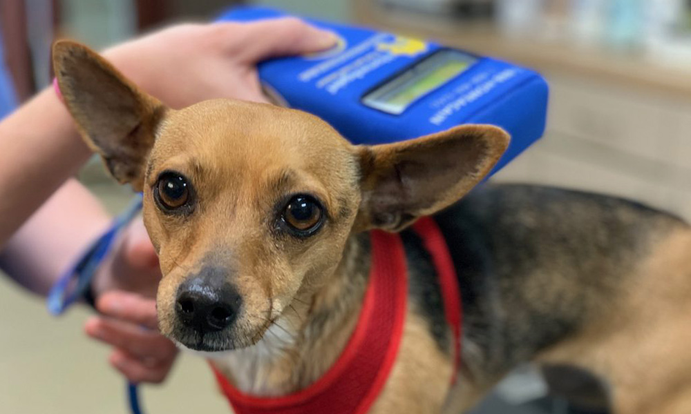 A small brown and black dog wearing a red harness is being scanned with a blue microchip reader by a veterinarian, held by their hands. The dog looks directly at the camera with alert ears.