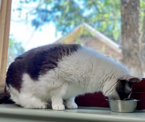 A black and white cat is eating from a small silver bowl on a window sill, with trees and a blue sky visible through the window behind it, after returning from a visit to the veterinarian.