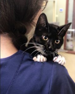 A black and white tuxedo kitten with bright eyes peeks over the shoulder of a veterinarian wearing a blue shirt, gripping gently with its paws.