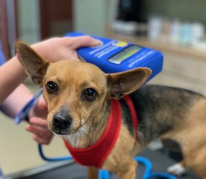 A small brown and black dog wearing a red harness is being scanned with a blue microchip reader held by a veterinarian's hands in a veterinary setting.