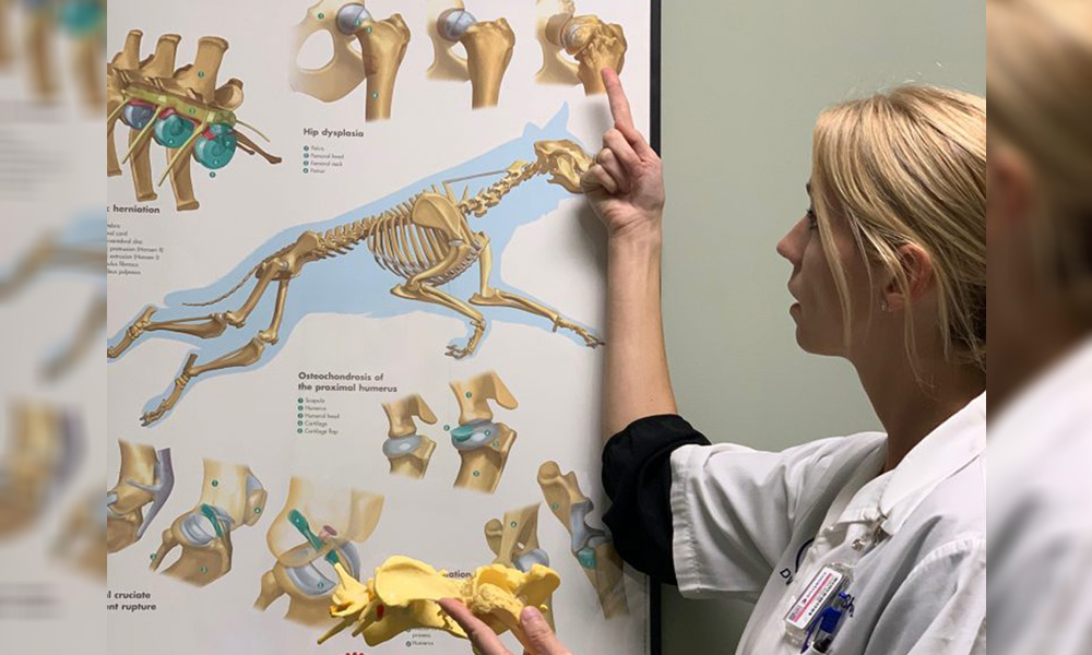 A female veterinarian points at a detailed anatomical poster of canine joints and bones, holding a yellow model of a bone in her other hand.