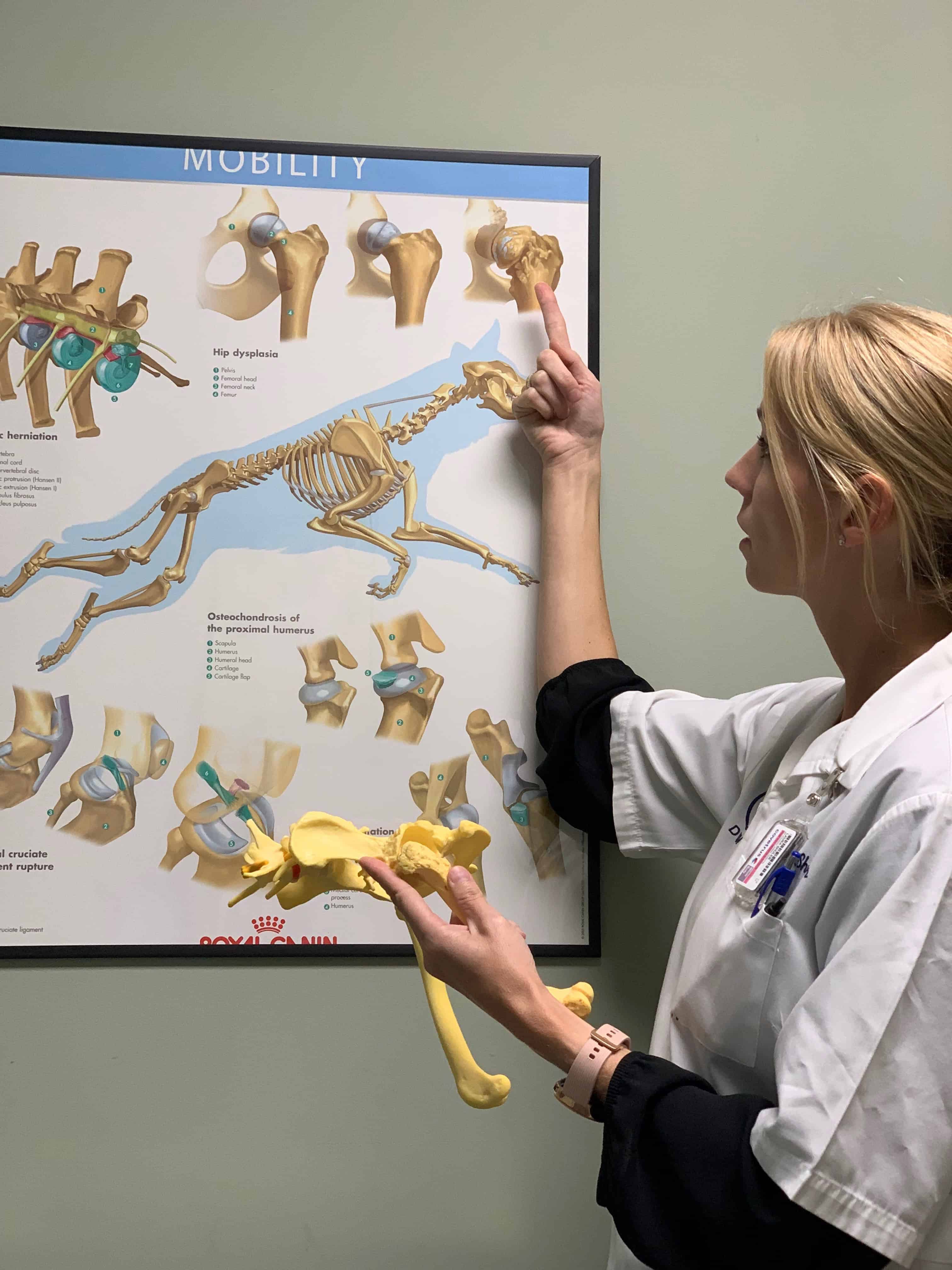 Arthritis Awareness Shuler Veterinary Clinic & Animal Hospital