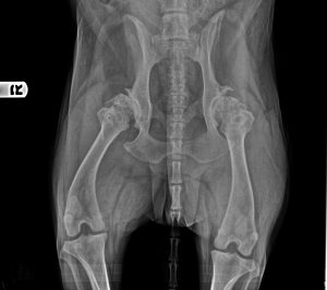 X-ray image showing a frontal view of a human pelvis and both hip joints, including the upper femora and the lower spine, reviewed by a veterinarian.