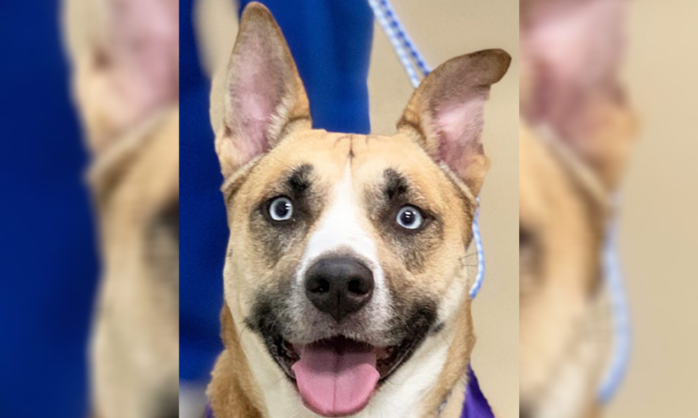 A close-up view of a happy dog with asymmetrical facial coloring, featuring one blue eye and one brown eye, panting with its tongue out. A blue leash is visible in the background as it waits outside the veterinarian's office.