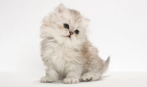 A fluffy light gray kitten with striking blue eyes and a slightly tilted head sits against a plain white background at the vet's office.