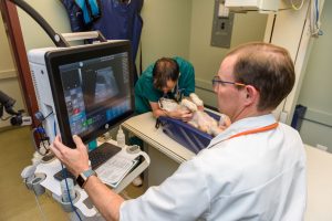 Veterinarian doing ultrasound on pet