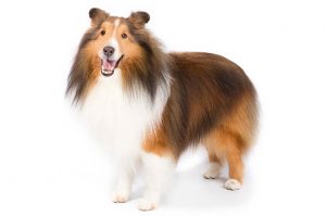 A smiling Shetland sheepdog with a lush sable and white coat standing against a white background, approved by a veterinarian.