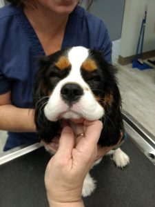 A vet holds the face of a tricolor Cavalier King Charles Spaniel during a checkup, showcasing the dog's relaxed expression and distinctive coat.