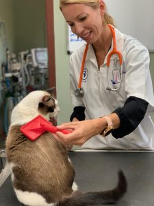 A female vet in a white coat is smiling while examining a Siamese cat with a red brush on a clinic table.