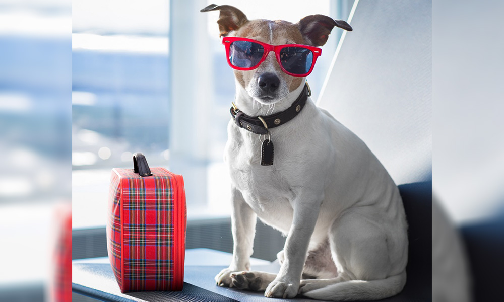A small white dog with brown patches wearing red sunglasses and a studded collar, sitting next to a red plaid suitcase, presumably in an airport lounge, possibly waiting for a vet check-up.