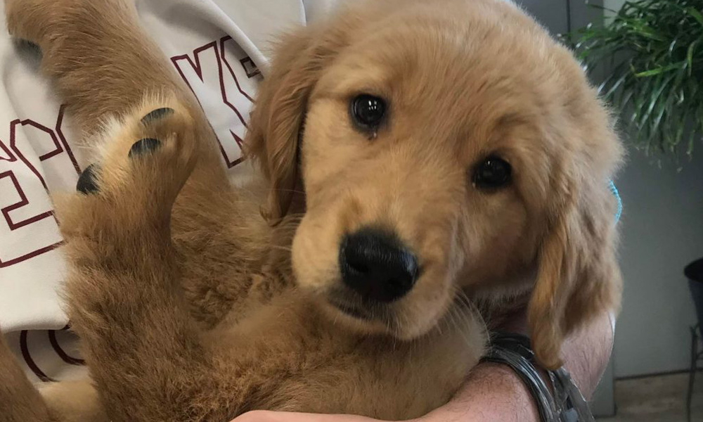 A close-up of a golden retriever puppy being held in a veterinarian's arms, looking directly at the camera with a soft, expressive gaze.