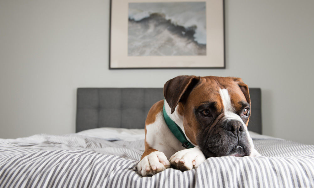 A boxer dog lying on a striped bedspread in a bedroom, looking thoughtful. A framed abstract ocean painting hangs above the gray upholstered headboard. Nearby, a book about veterinary medicine rests on the nightstand.
