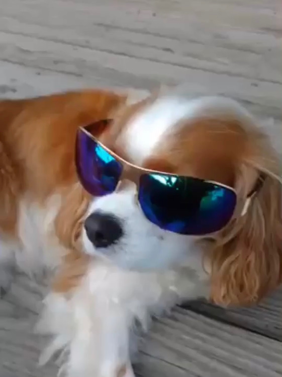 A cavalier king charles spaniel wearing reflective blue sunglasses, lying on a wooden deck after a visit to the vet.