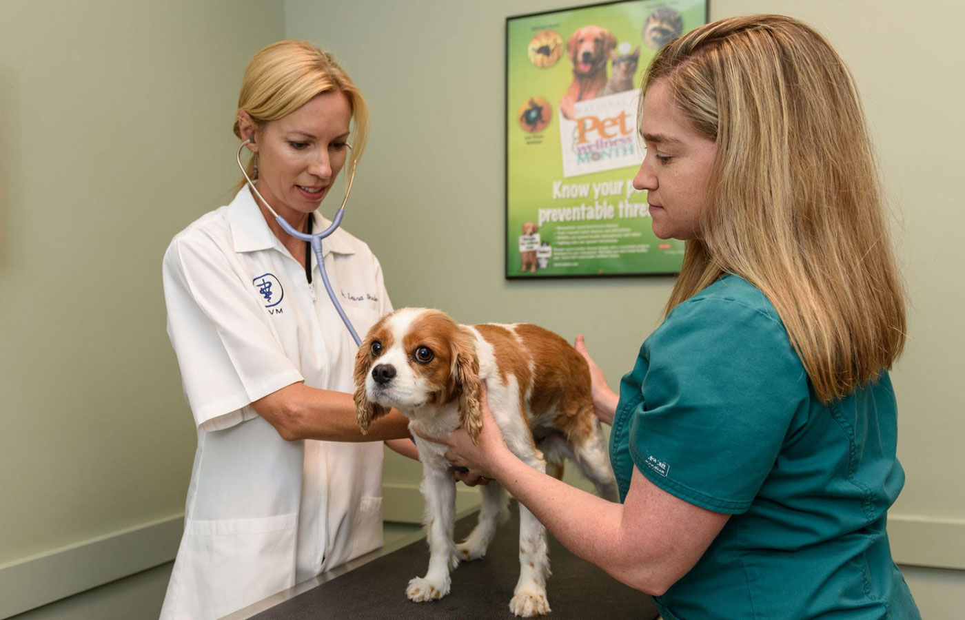 veterinarian pet examination