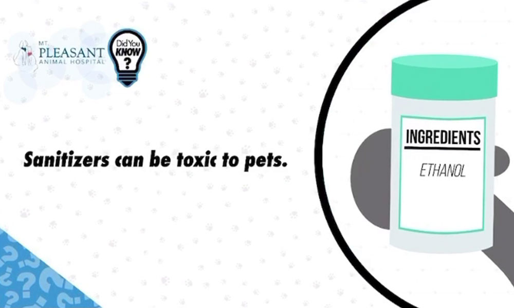 An informational graphic stating "sanitizers can be toxic to pets" with an image of a sanitizer bottle labeled "ethanol" on it, and logos of Mt. Pleasant Animal Hospital and "didyouknow?" in the corners, endorsed by a veterinarian.