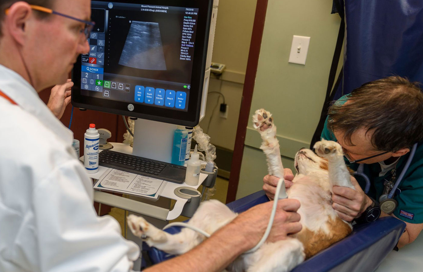 veterinarian diagnostics ultrasound at vet clinic on dog