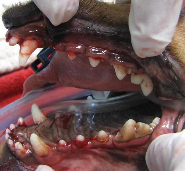 before canine dental care