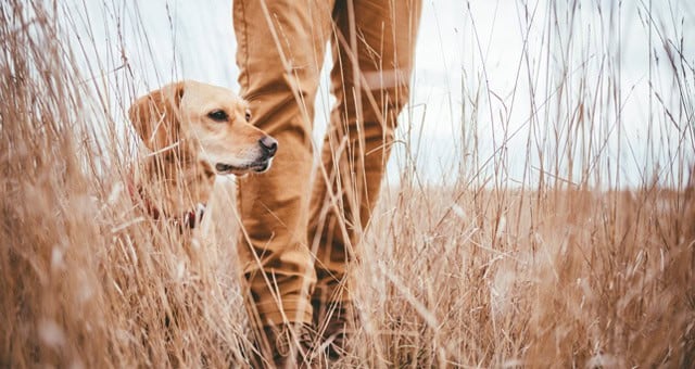 Baylor