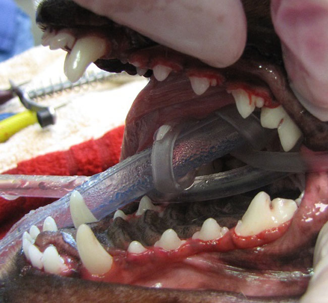 after veterinary dog dental care