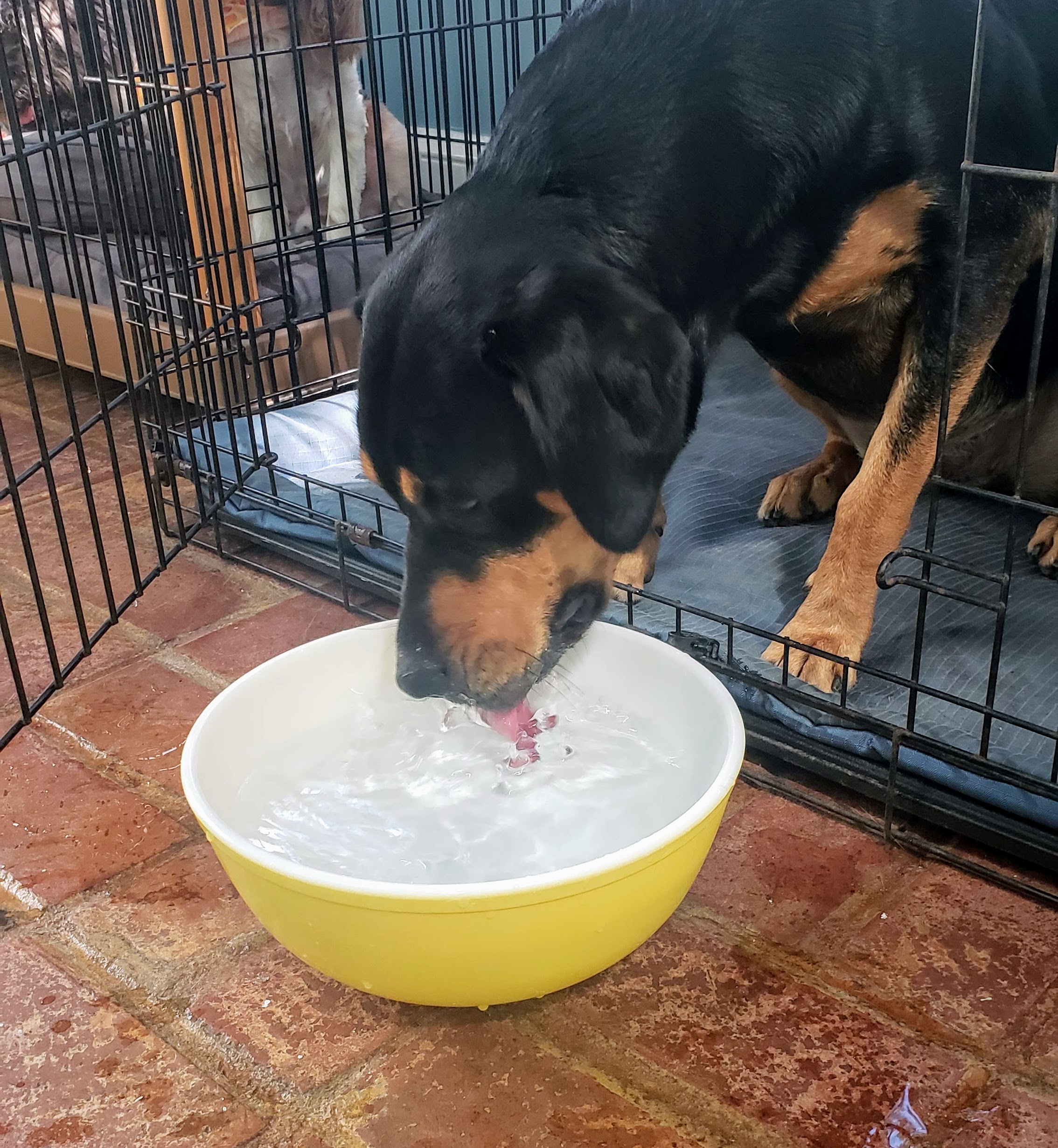 A large black and tan dog drinking water from a yellow bowl inside a metal crate at the veterinarian's office, located on a brick floor. Another dog is visible in the background inside the crate.