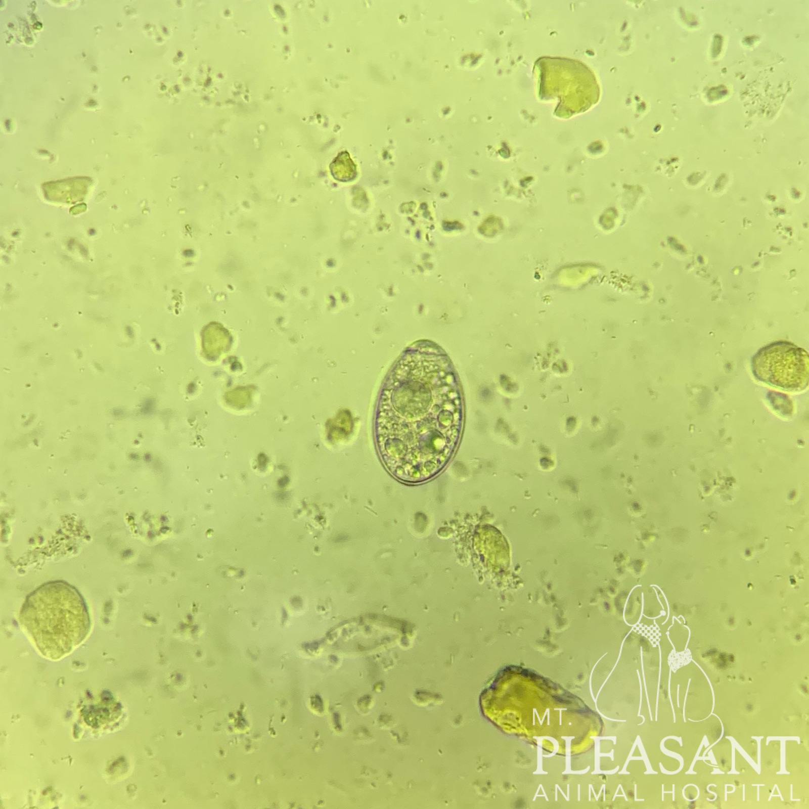 Microscopic view of a single, oval-shaped parasite egg among various smaller particles on a greenish background, with "mt. pleasant vet hospital" logo at the bottom.