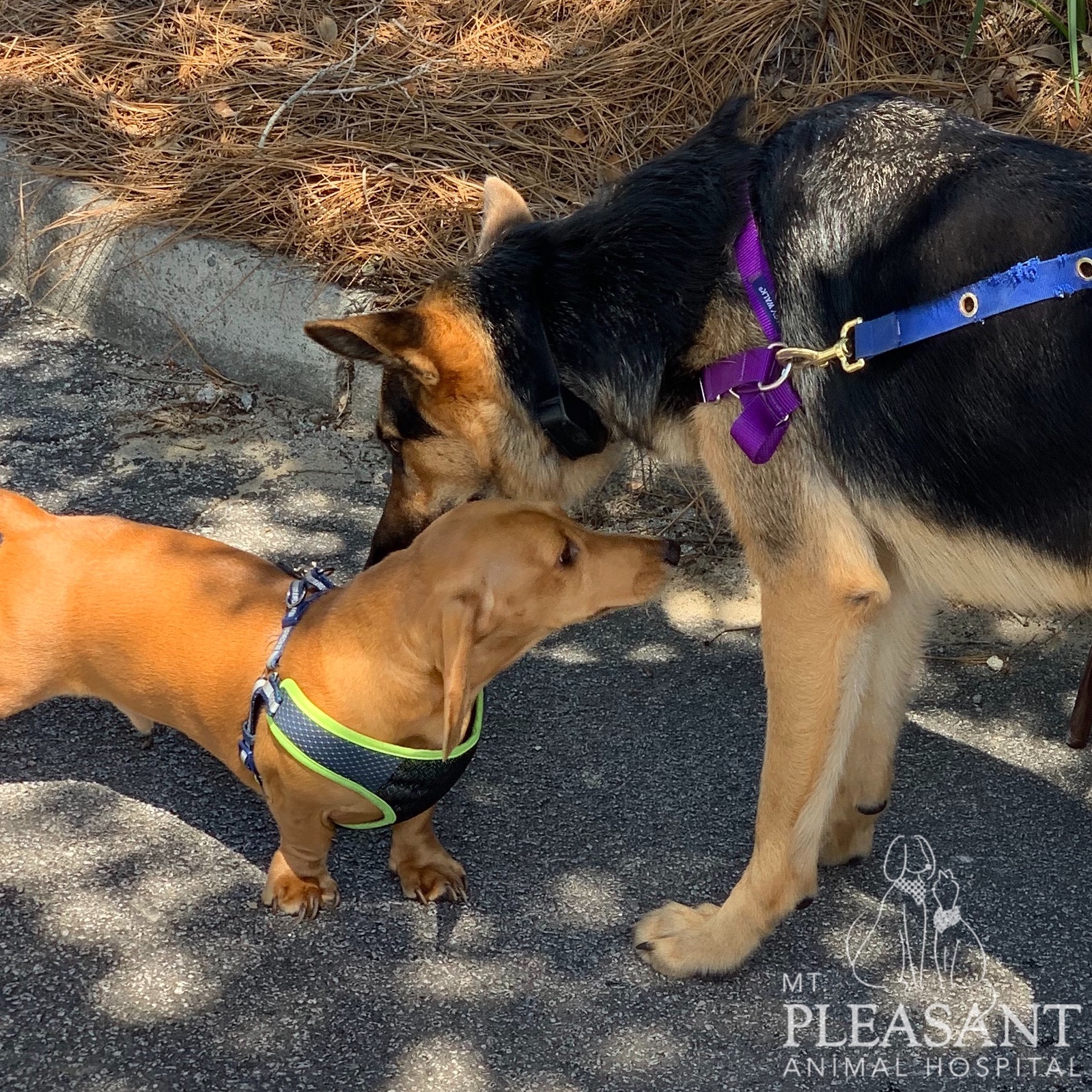 Two dogs, one a dachshund in a green harness and the other a larger german shepherd, greet each other on a sunny day outdoors near some dry grass as they wait for their appointment with the veterinarian.