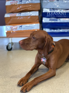 A brown vizsla dog sitting on a floor in a veterinarian clinic, with stacks of pet food bags behind labeled "pleasant animal hospital.