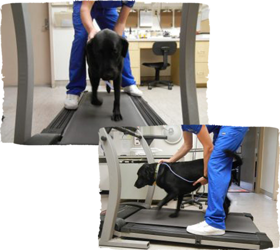 canine physical rehabilitation mt pleasant sc