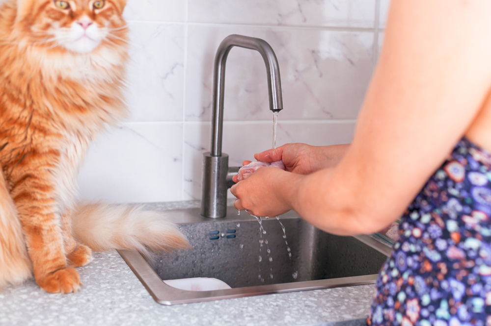 A woman washing her hands in a kitchen sink while a fluffy orange cat with white markings watches intently. The backsplash features a marble design, evoking the cleanliness of a veterinarian's office.