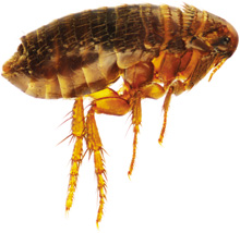 Close-up image of a flea showing its translucent brown body, detailed segmentation, and long legs adapted for jumping, isolated on a white background. This type of image is often used by veterinarians for educational purposes.