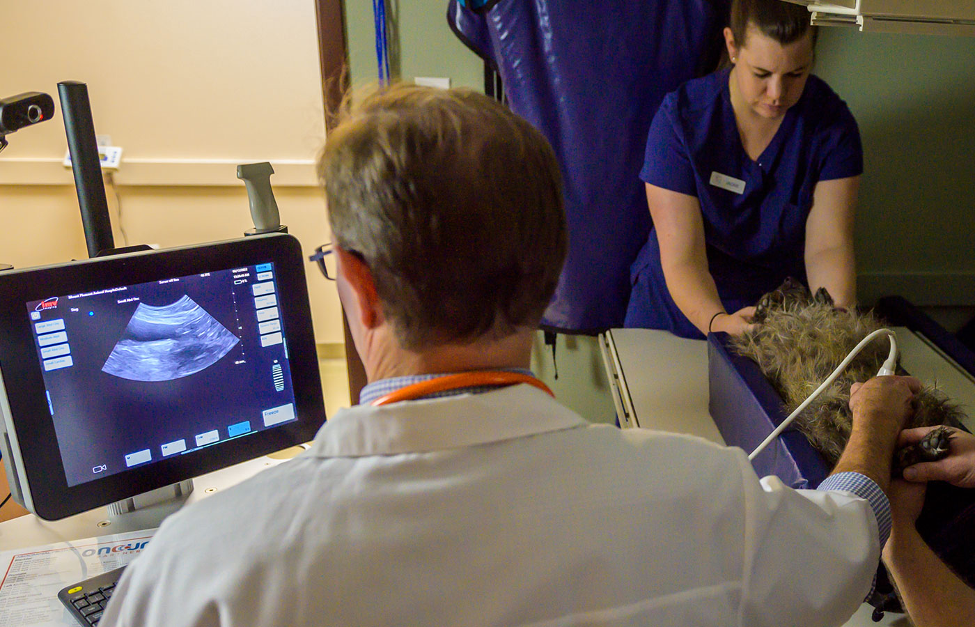 A vet and an assistant perform an ultrasound on a dog in a clinic, with the ultrasound image visible on the screen.