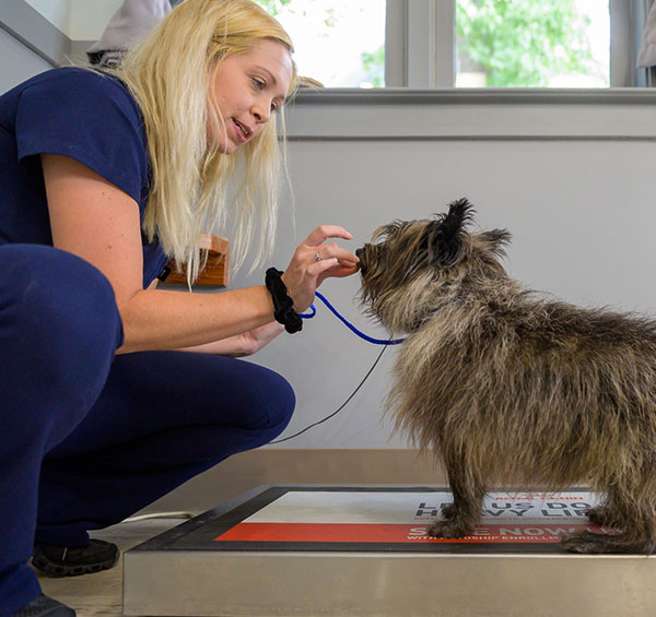 A vet in blue scrubs checking a small, shaggy dog's ears in a clinic, with both focused on each other in a brightly lit room with a window.