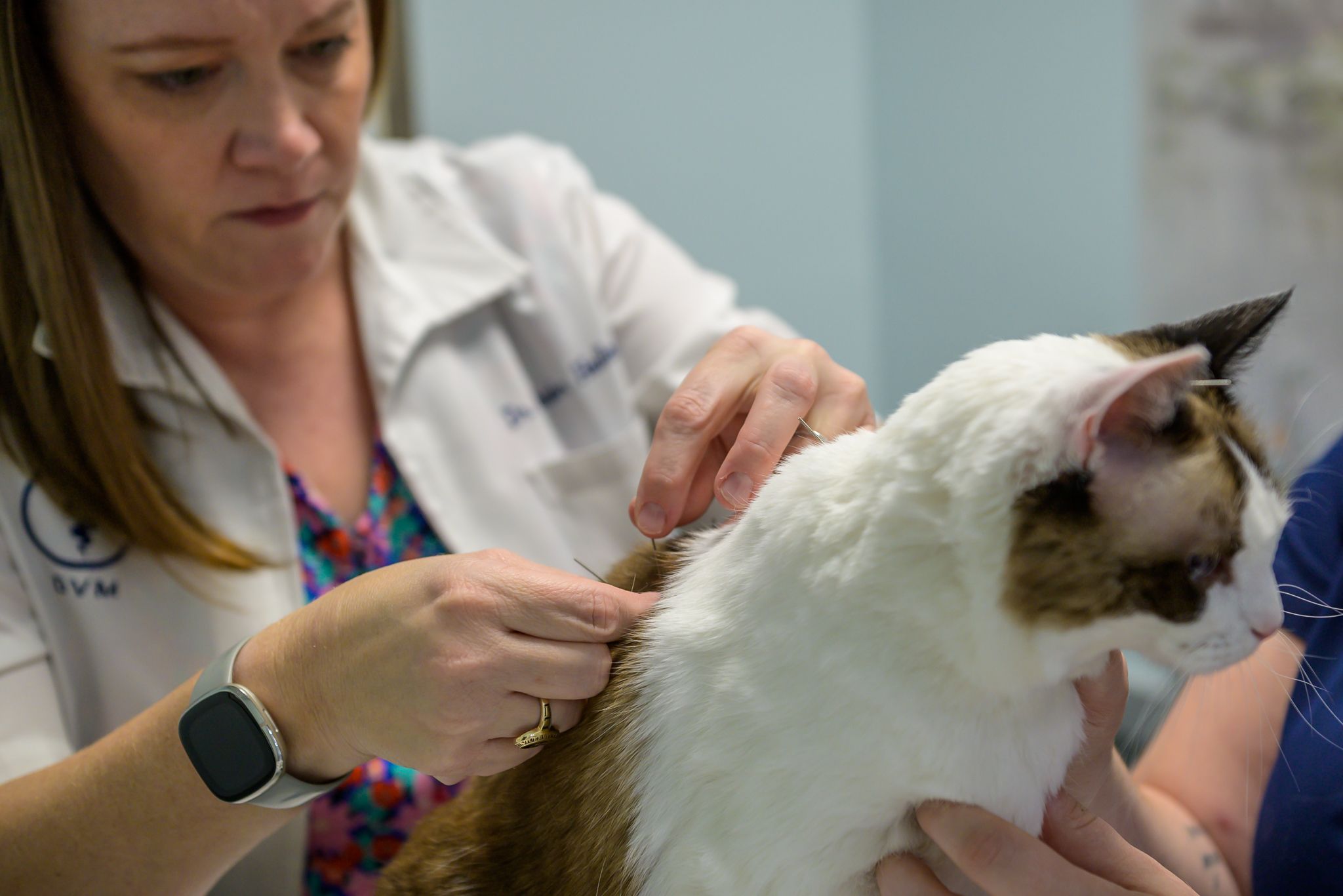 A veterinarian examining a calico cat in a clinic, with a focus on the cat's back, while being assisted by another person. The vet is wearing a white coat.