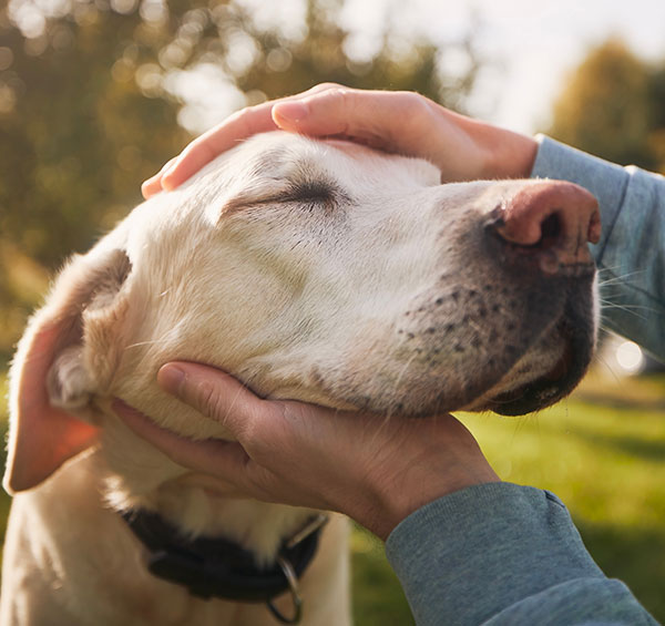 Two human hands gently cradle a content labrador retriever's face in a sunny outdoor setting, conveying a sense of affection and tranquility as the veterinarian comforts the dog.