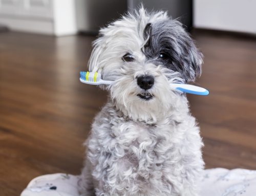 5 Tips for Your Pet’s Dental Health
