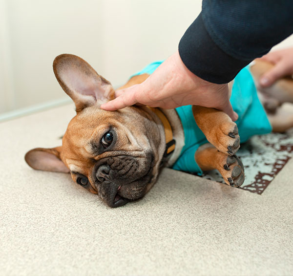 A French bulldog lying on its back on a carpet wearing a blue shirt, getting its head petted by a veterinarian's hand.