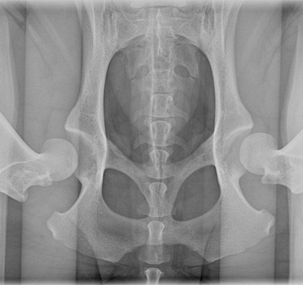 X-ray image taken by a veterinarian of a human pelvis showing bones and joint structures in a grayscale view.